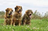 DOGUE DU TIBET 854